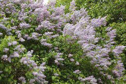 IMG_9420_1.jpg