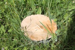IMG_9889_1.jpg