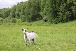 IMG_9927_1.jpg
