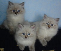 3-ая красота.jpg