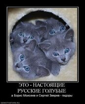 662483_eto-nastoyaschie-russkie-golubyie_thumbnail.jpg