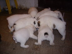IMGP0007.JPG