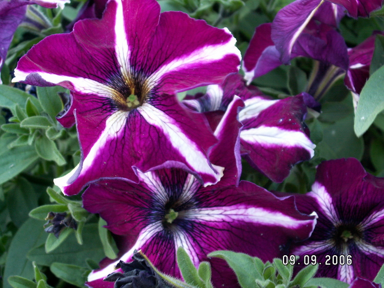 f_2478313.jpg