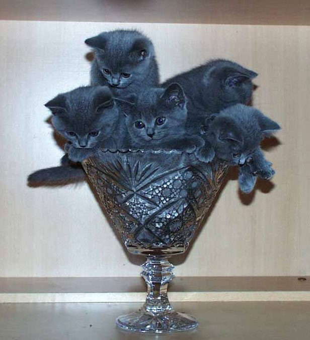 cats_vaza.jpg